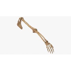 Real Human Arm and Scapula Bones Anatomy 01 model